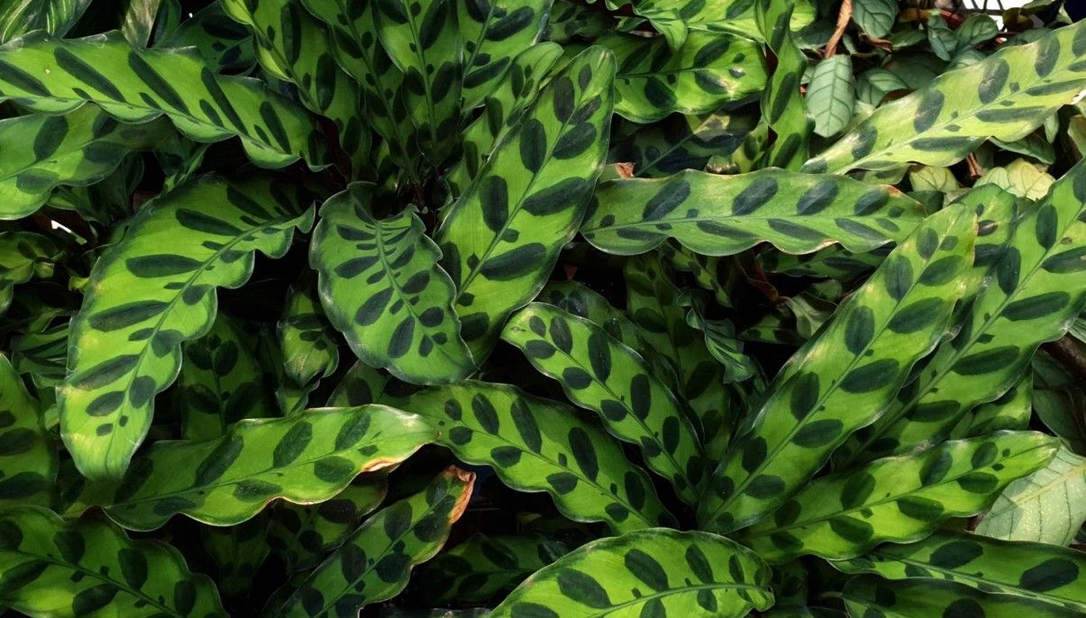 How to Grow and Care for Rattlesnake Plant