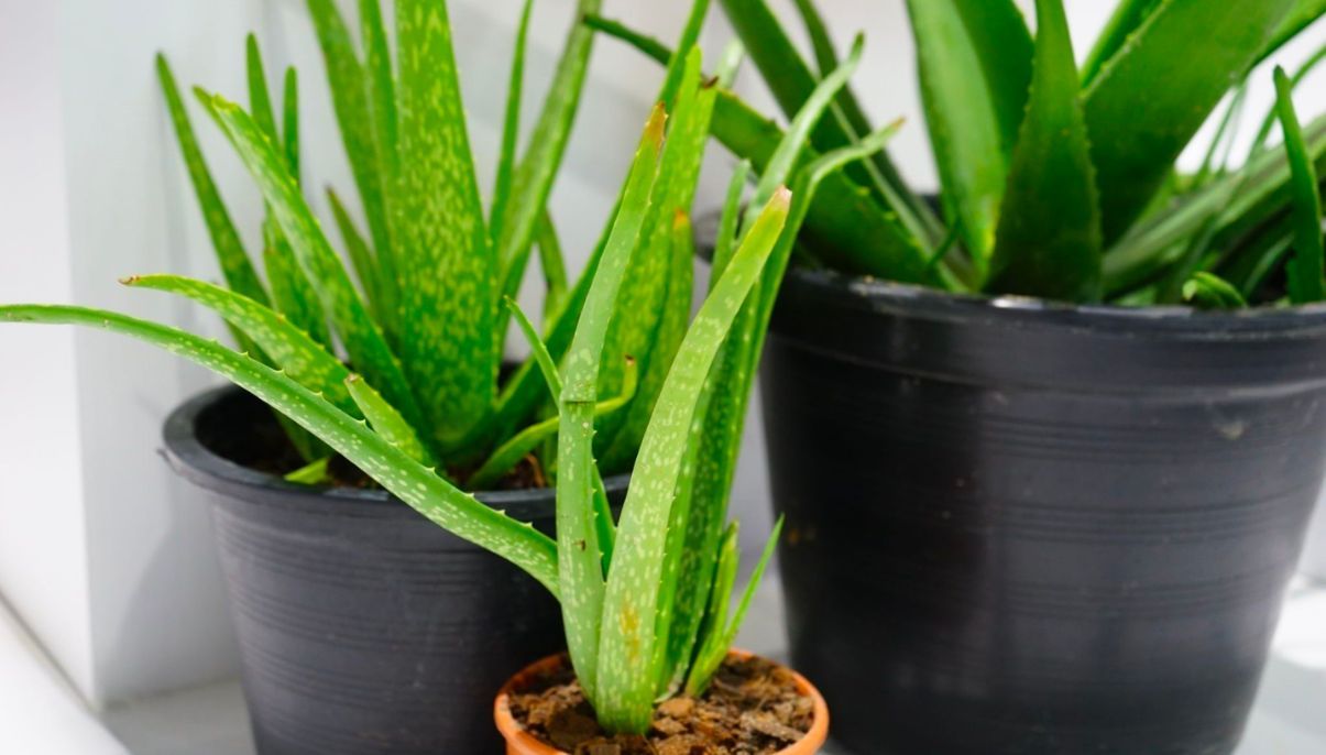 How to Grow and Care for Aloe Vera
