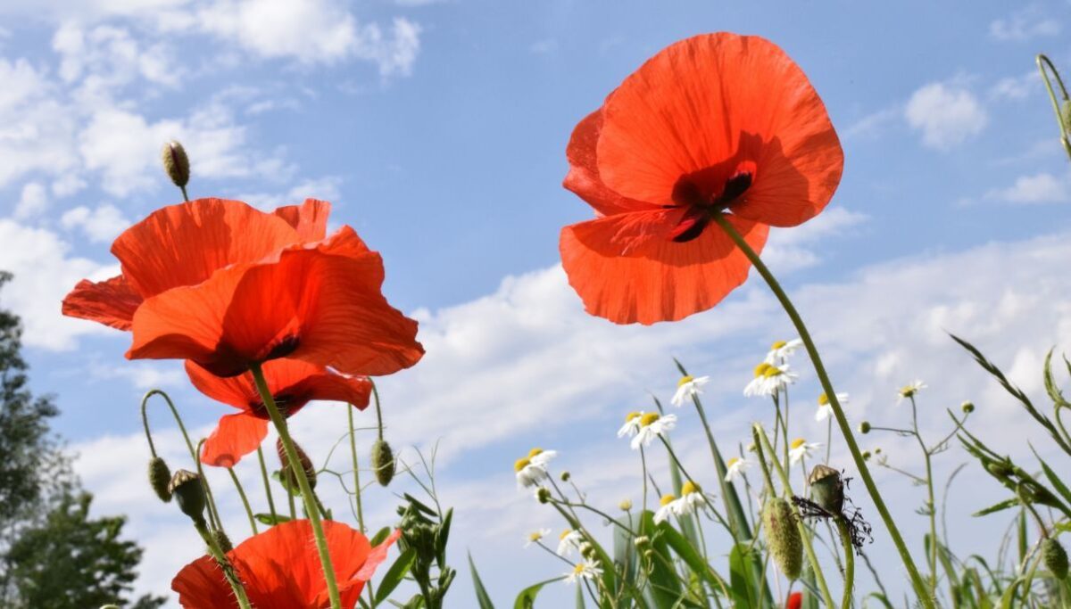How to Grow and Care for California Poppies