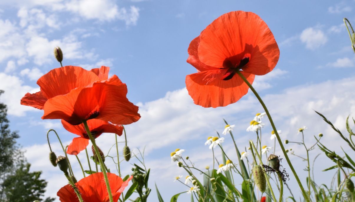 How to Grow and Care for California Poppies
