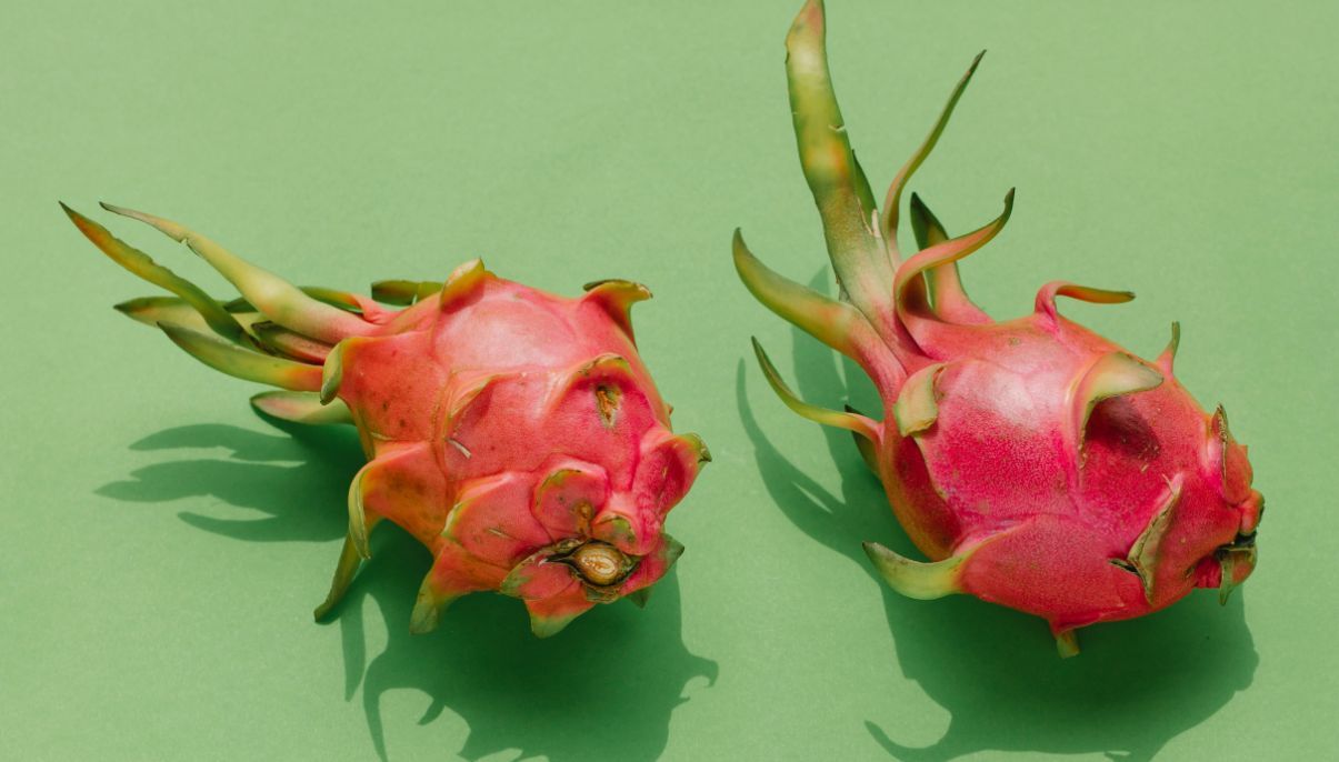 How to Grow and Care for Dragon Fruit Cactus