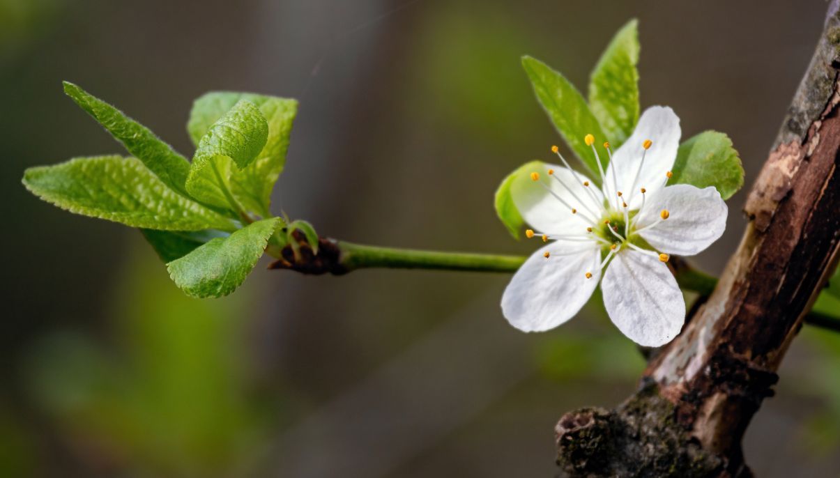 How to Grow and Care for Indian Hawthorn