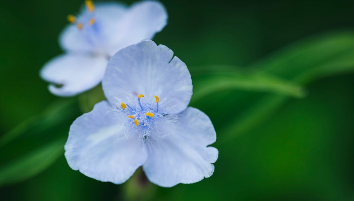 How to Grow and Care for Purple Heart