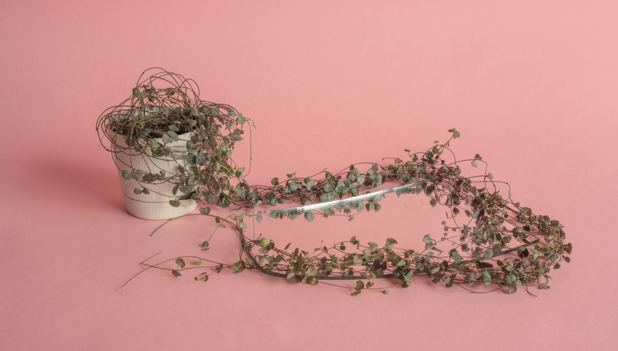 How to Grow and Care for String of Hearts