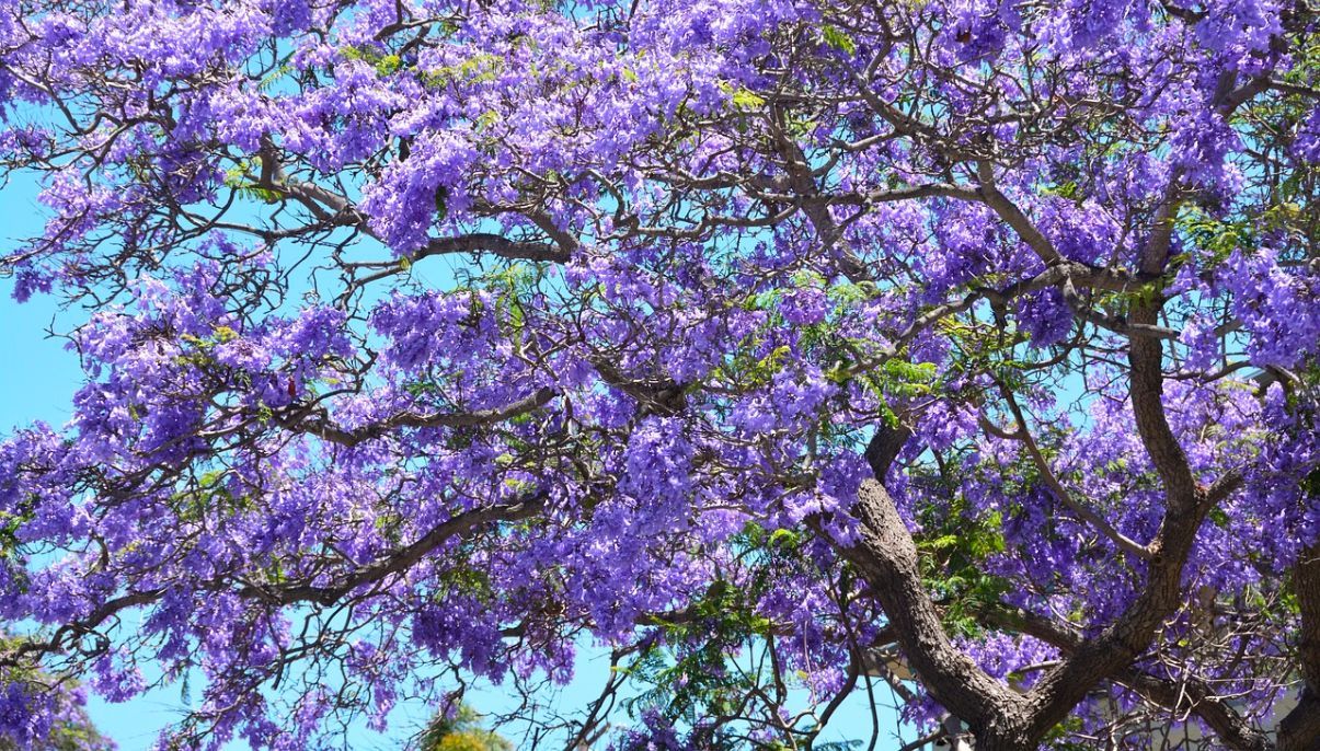How to Grow and Care for a Jacaranda Tree New York Garden