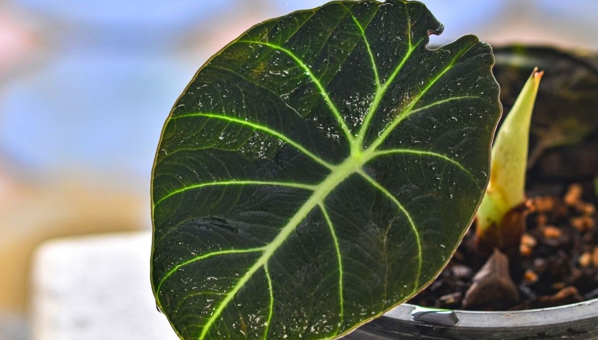 How to Grow and Care for Alocasia Black Velvet