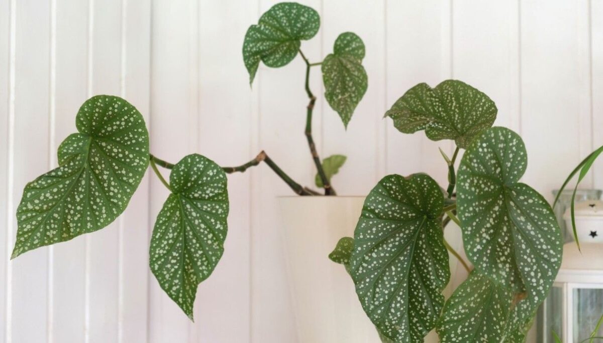 How to Grow and Care for Angel Wing Begonia