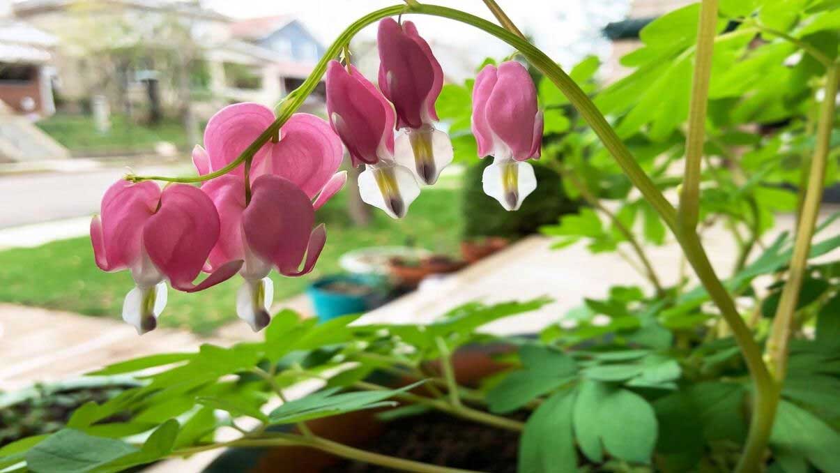 How to Grow and Care for Bleeding Heart Plant
