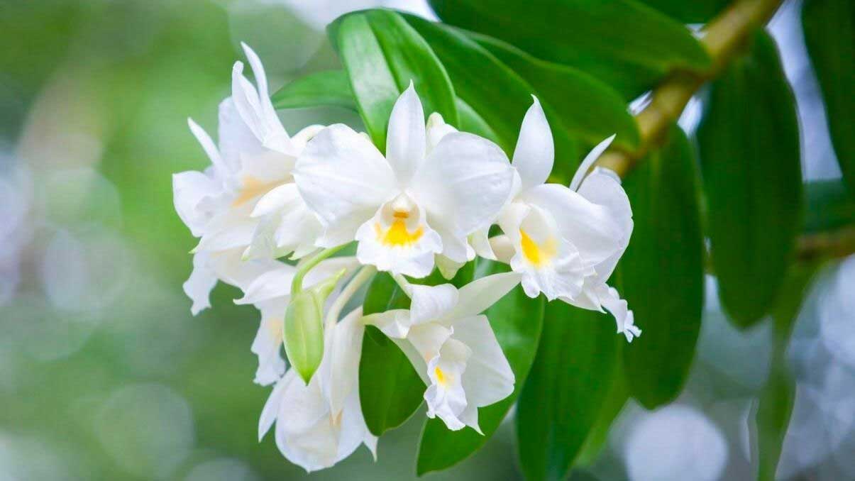 How to Grow and Care for Dendrobium Orchids