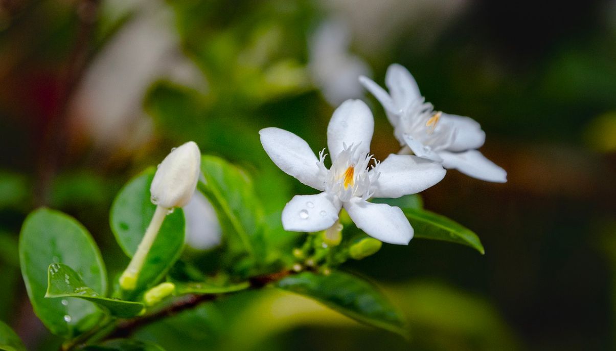 How to Grow and Care for Gardenia