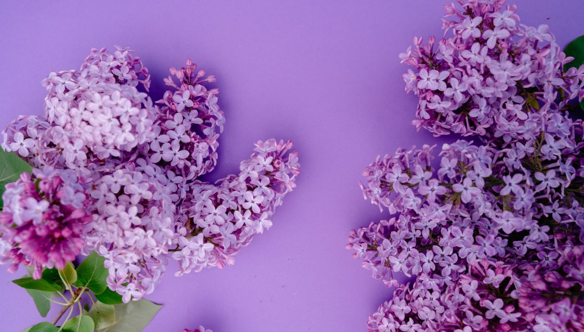 How to Grow and Care for Lilac Bushes