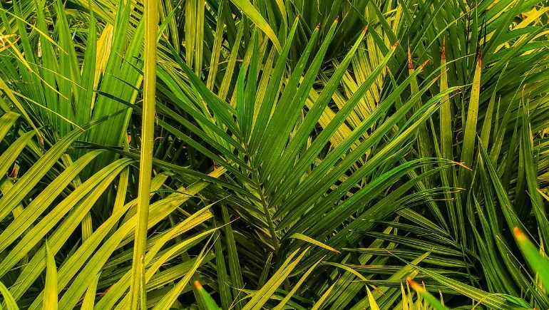 How to Grow and Care for Majesty Palm