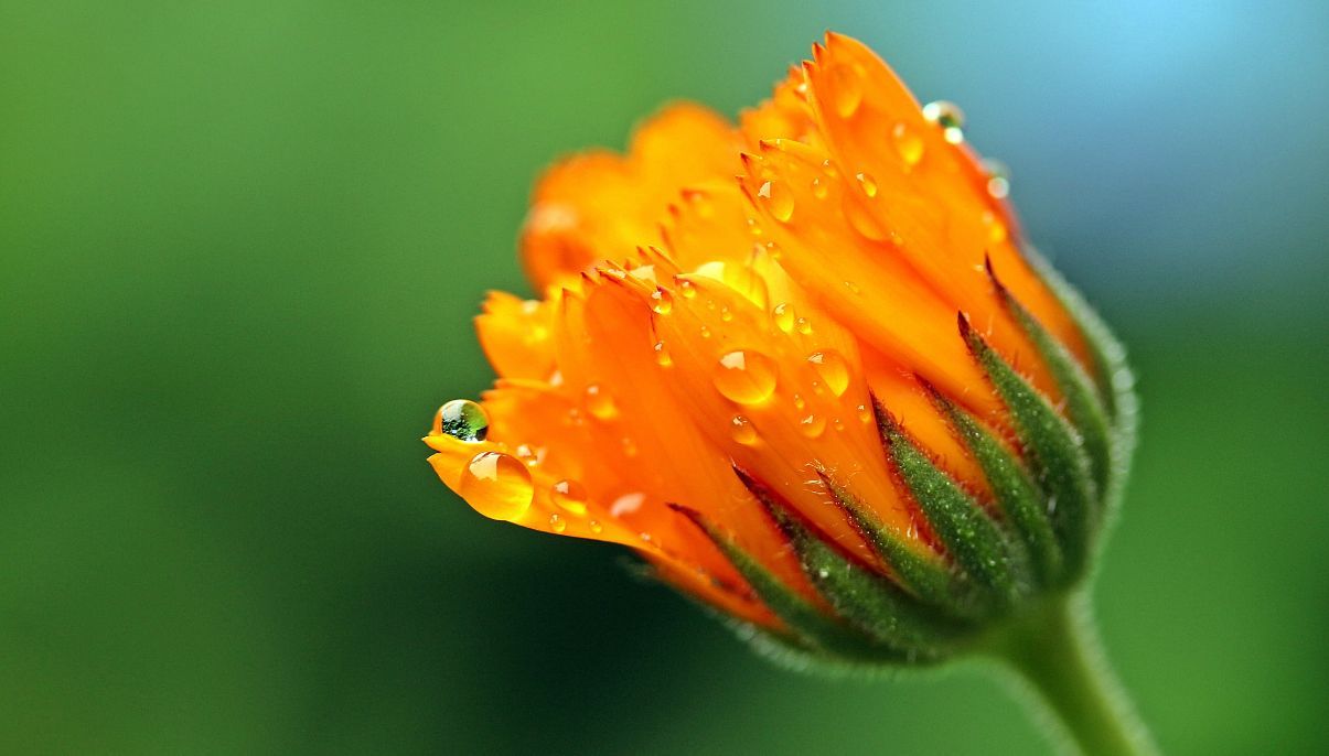 How to Grow and Care for Marigolds