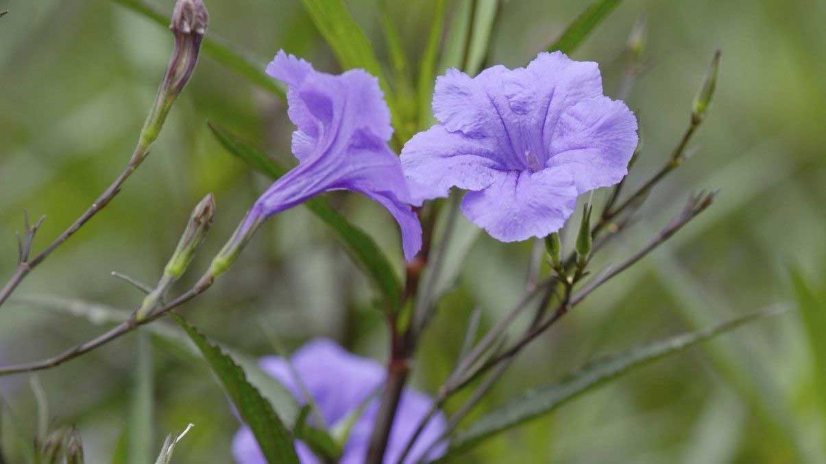 How to Grow and Care for Mexican Petunia