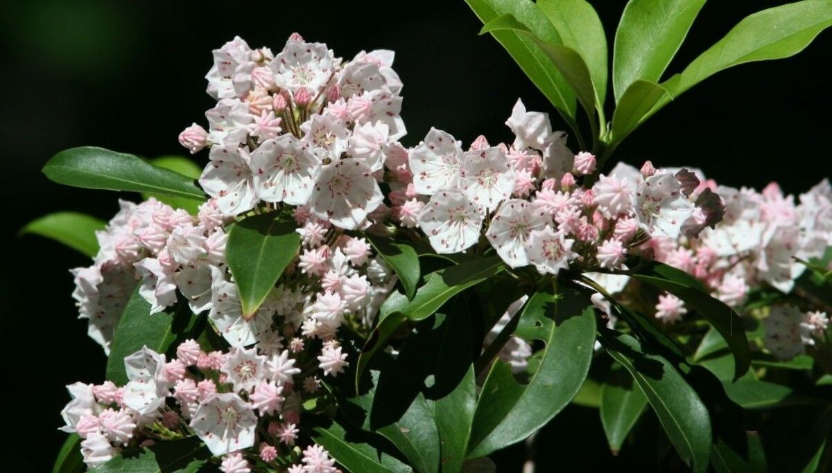 How to Grow and Care for Mountain Laurel