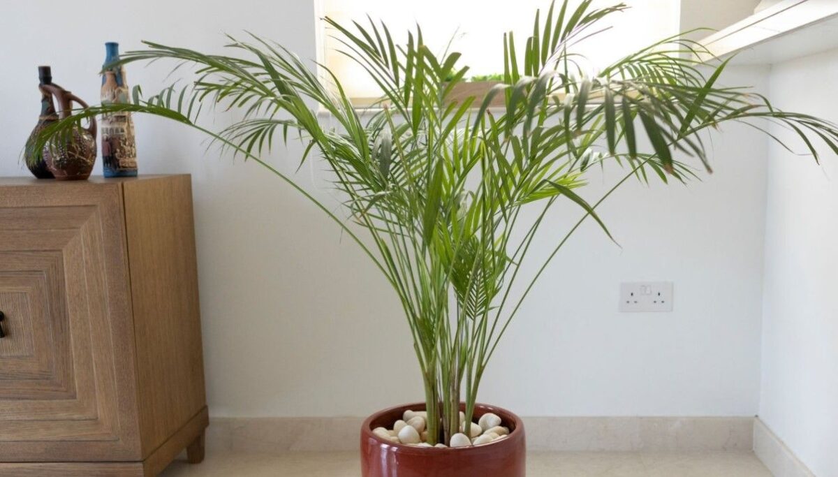 How to Grow and Care for Parlor Palm