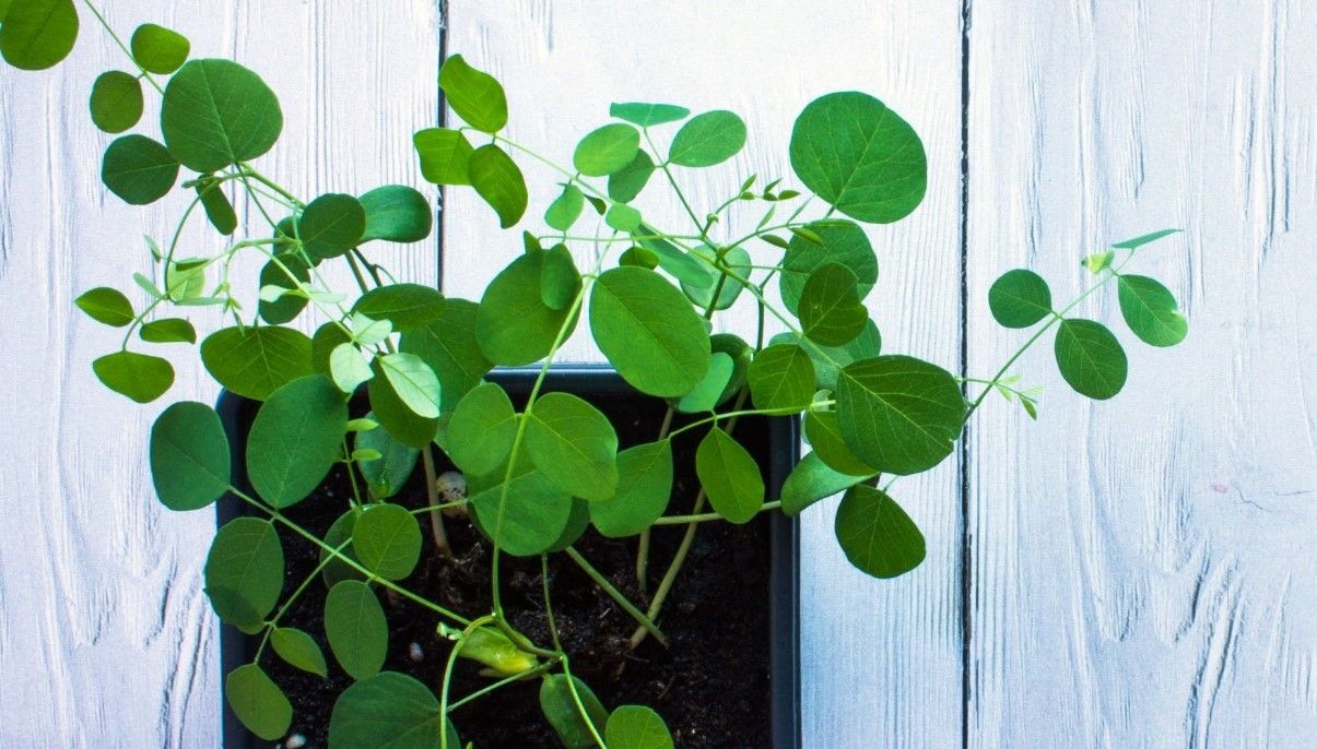 How to Grow and Care for Peperomia Obtusifolia