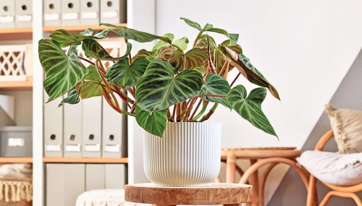 How to Grow and Care for Philodendron Erubescens