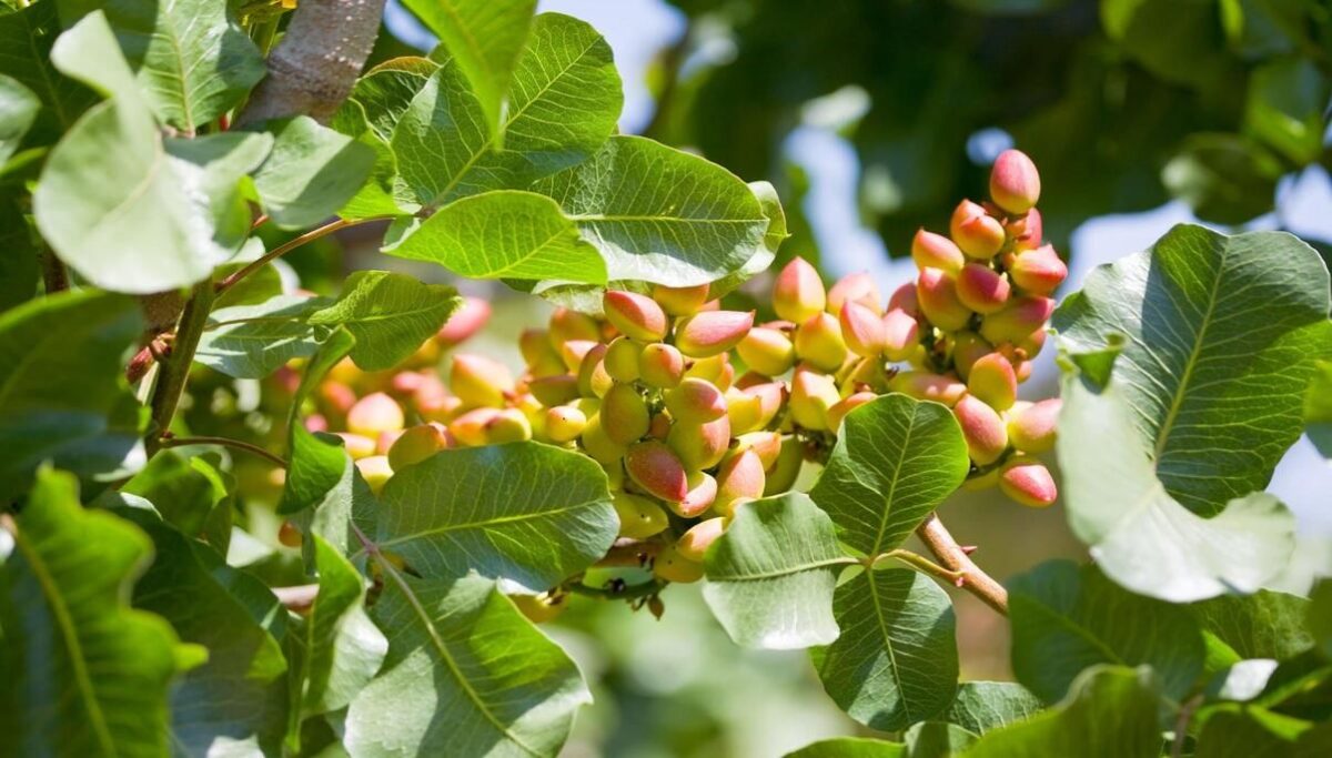 How to Grow and Care for Pistachio Trees