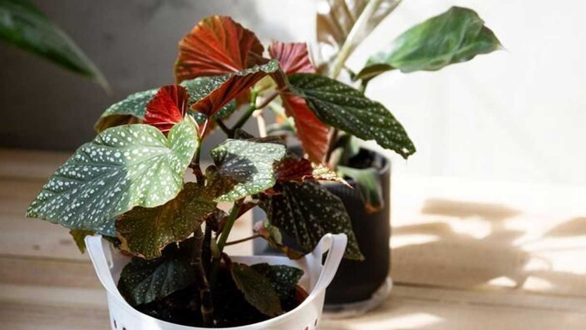 How to Grow and Care for Rex Begonias