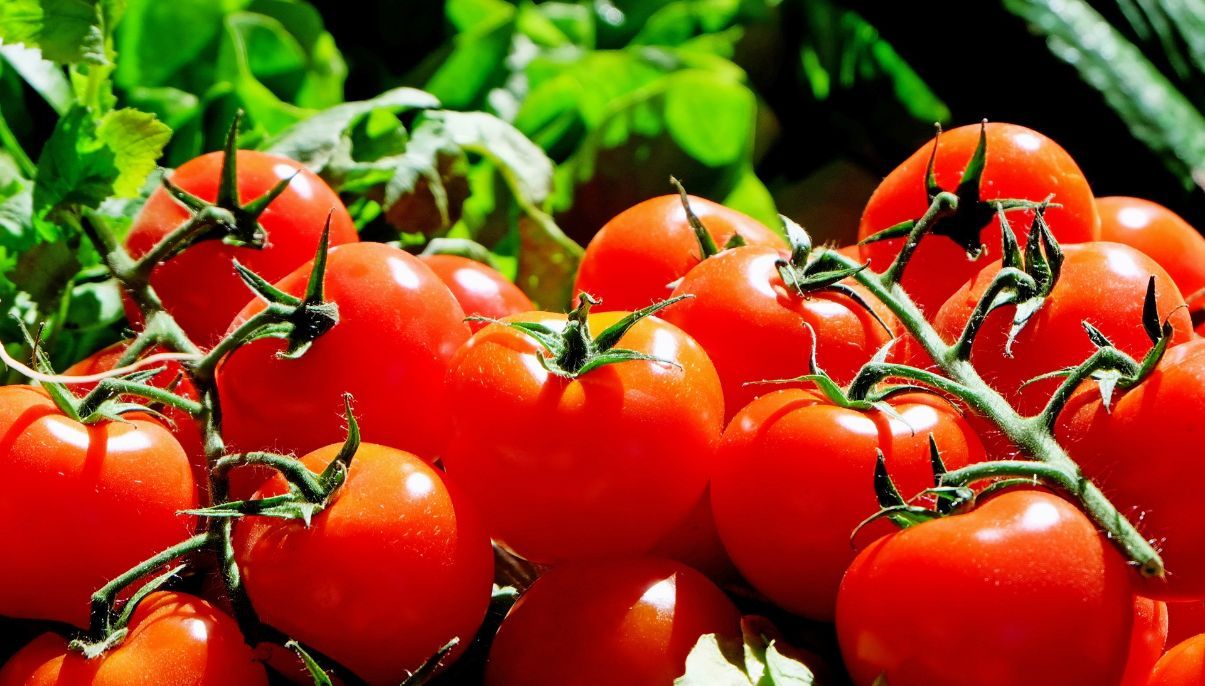 How to Grow and Care for Roma Tomatoes