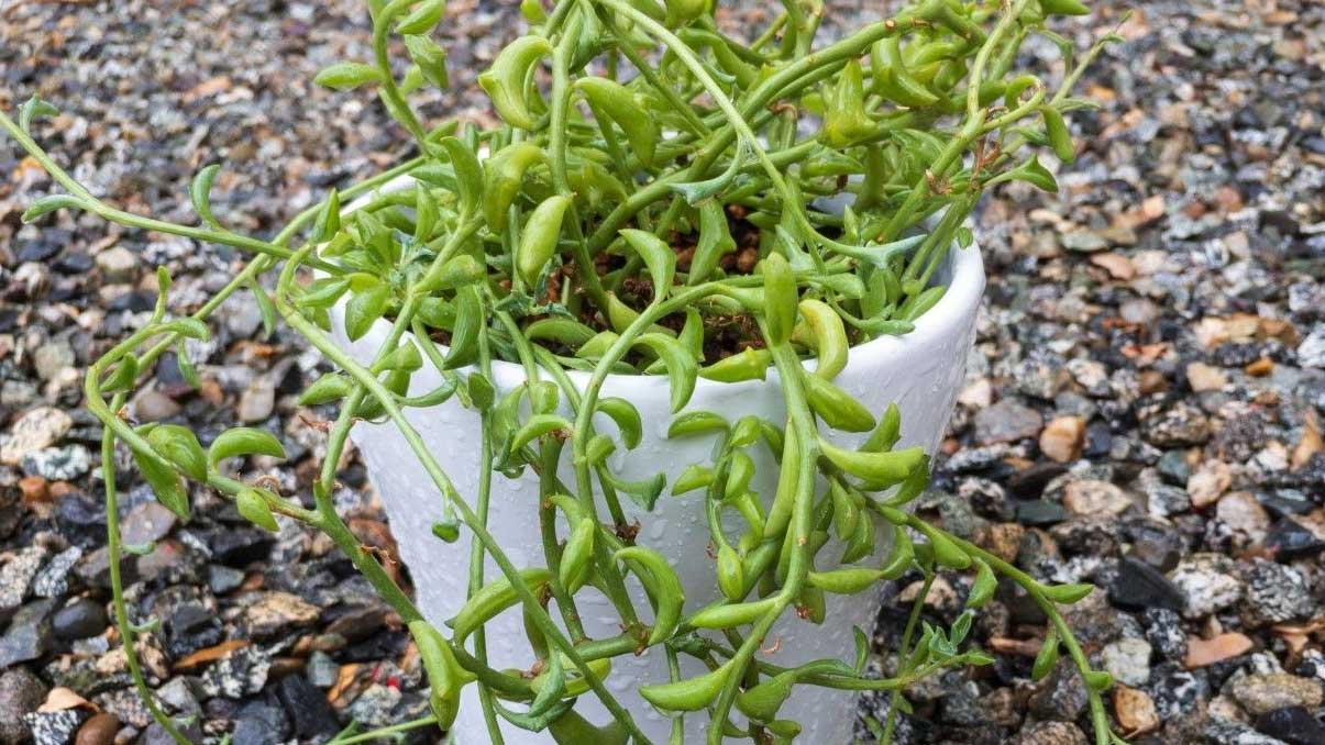 How to Grow and Care for String of Dolphins