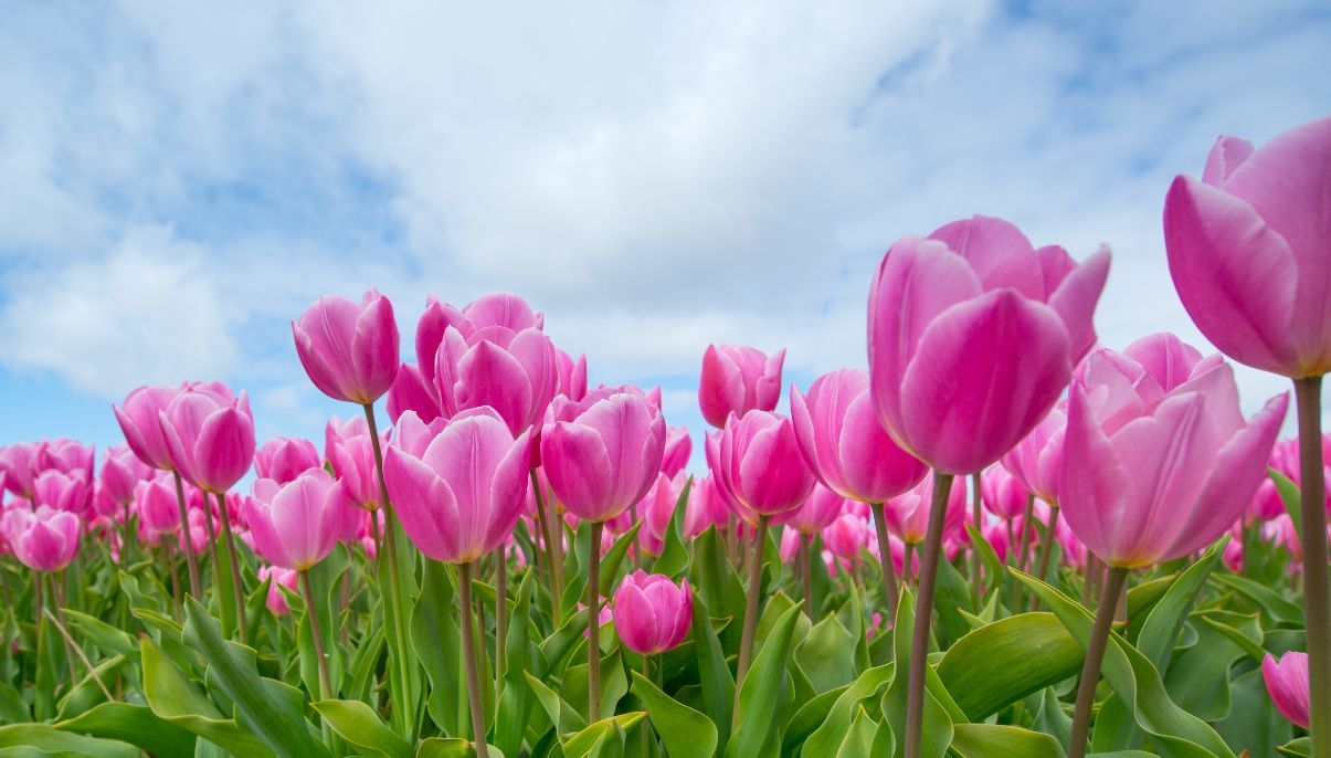 Tulip Flowers: Types, How to Plan, Grow, and Care