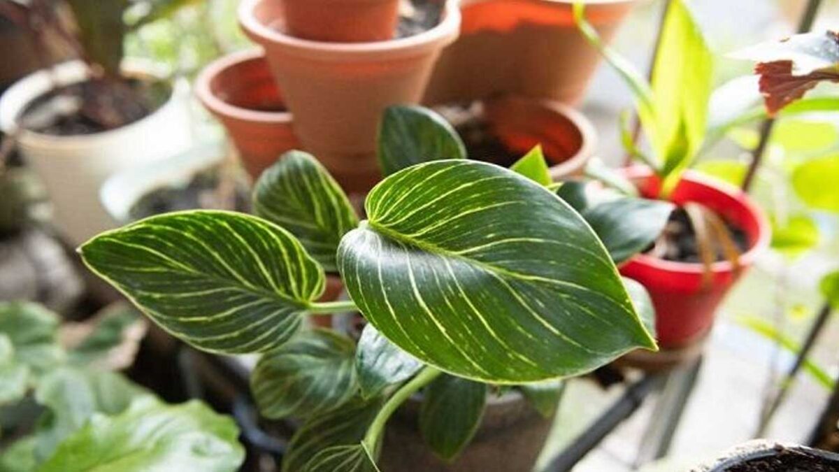 How to Grow and Care Philodendron Houseplants