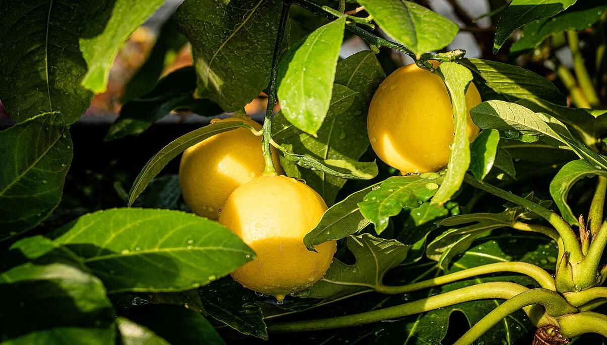Meyer Lemon Trees How to Grow, Propagate, and Harvest New York Garden