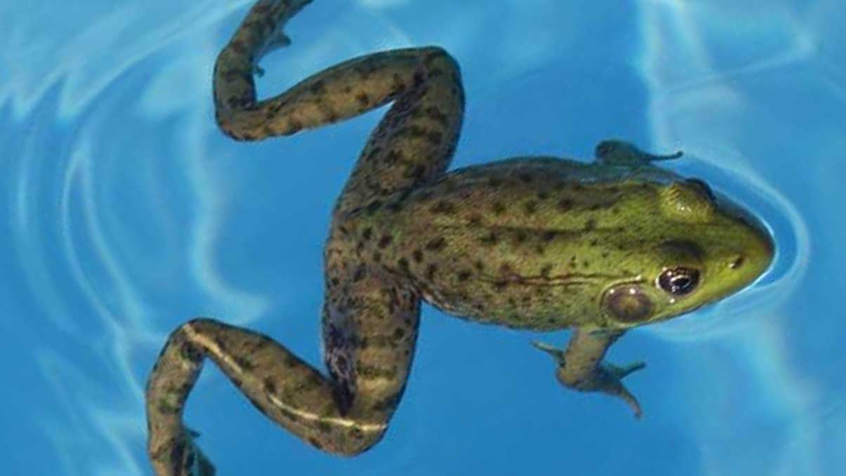 How to Keep Frogs Out of Pool New York Garden