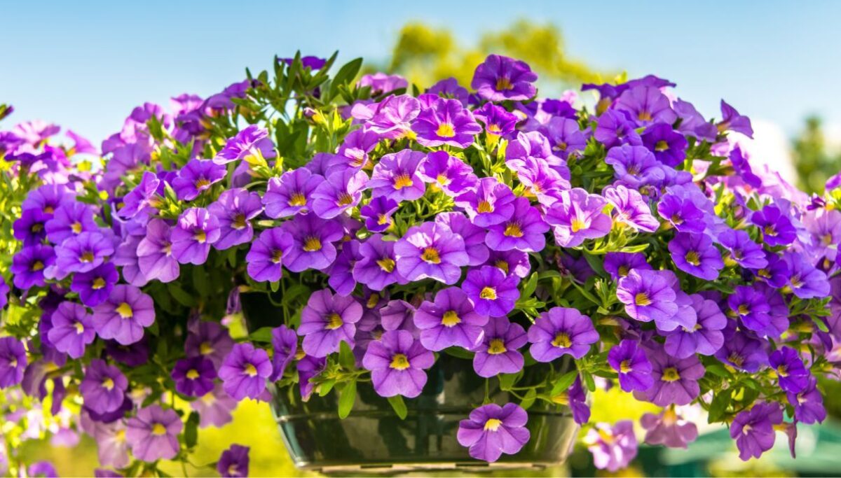 How to Grow and Care for Petunias - New York Garden