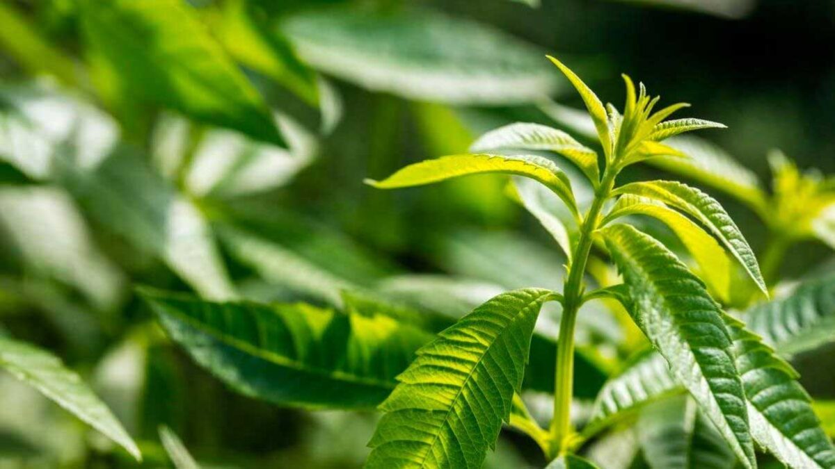 How to Plant, Grow, and Harvest Lemon Verbena