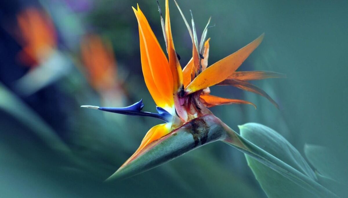 How to Grow and Care for Bird of Paradise