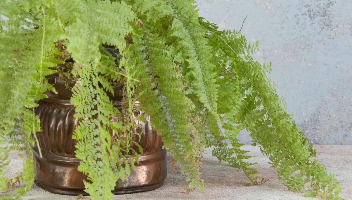 How to Grow and Care for Maidenhair Fern Indoors