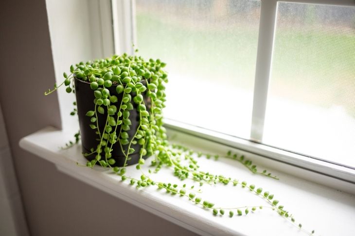 How to Grow and Care for String of Pearls Plant